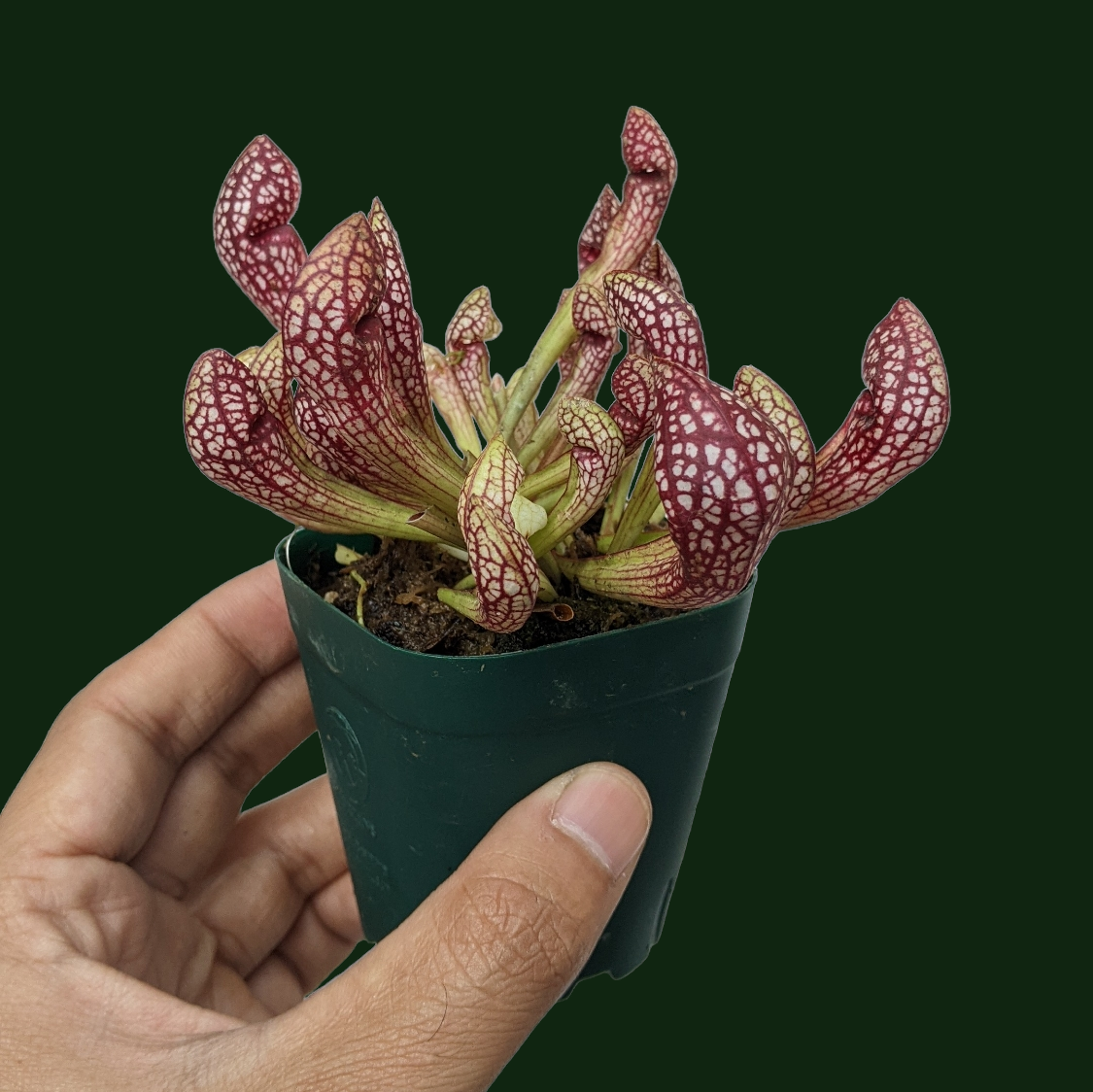 Sarracenia Varieties - Carnivorous Plant - Soiled