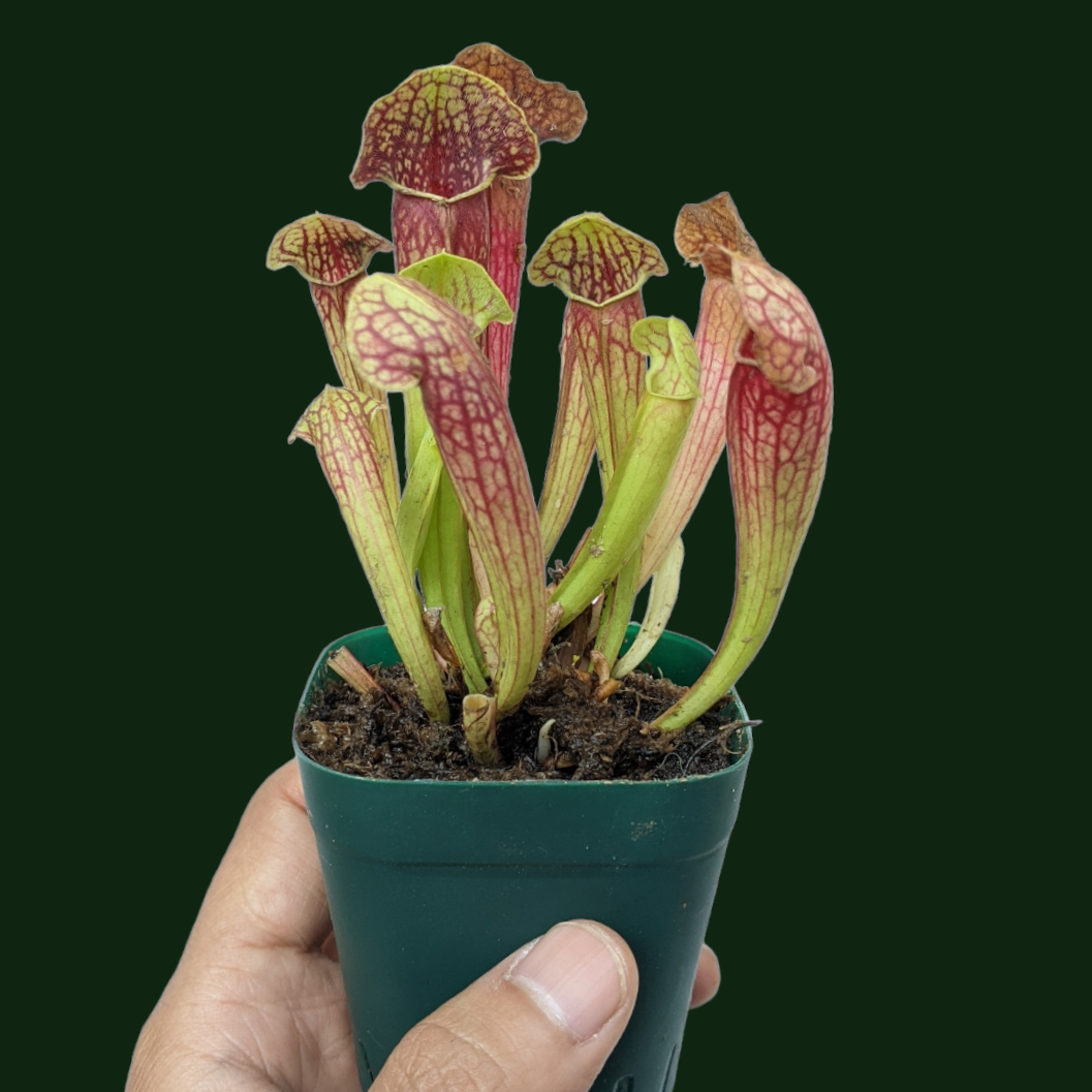 Sarracenia Varieties - Carnivorous Plant - Soiled