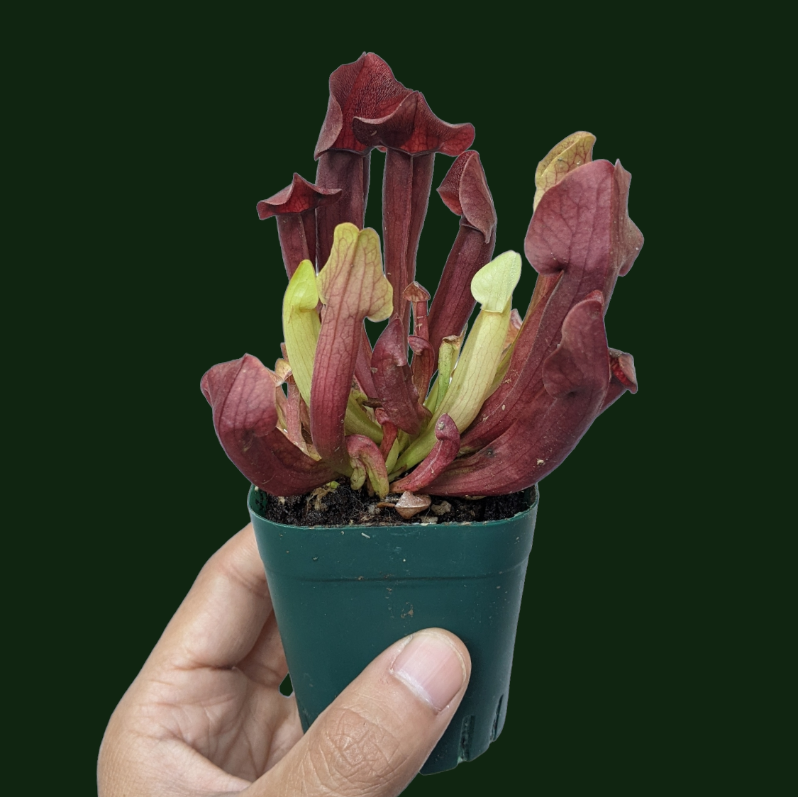 Sarracenia Varieties - Carnivorous Plant - Soiled