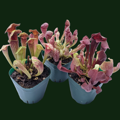 Sarracenia Varieties - Carnivorous Plant - Soiled