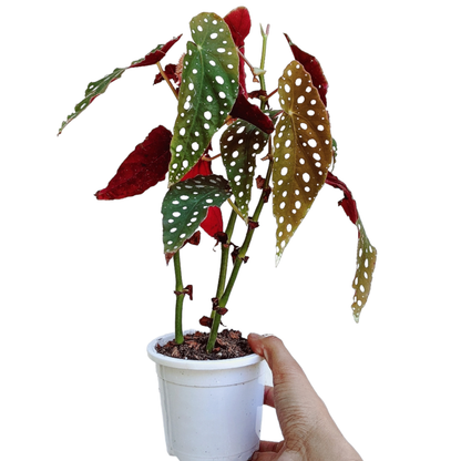 Begonia Maculata - Philodendron - Soiled