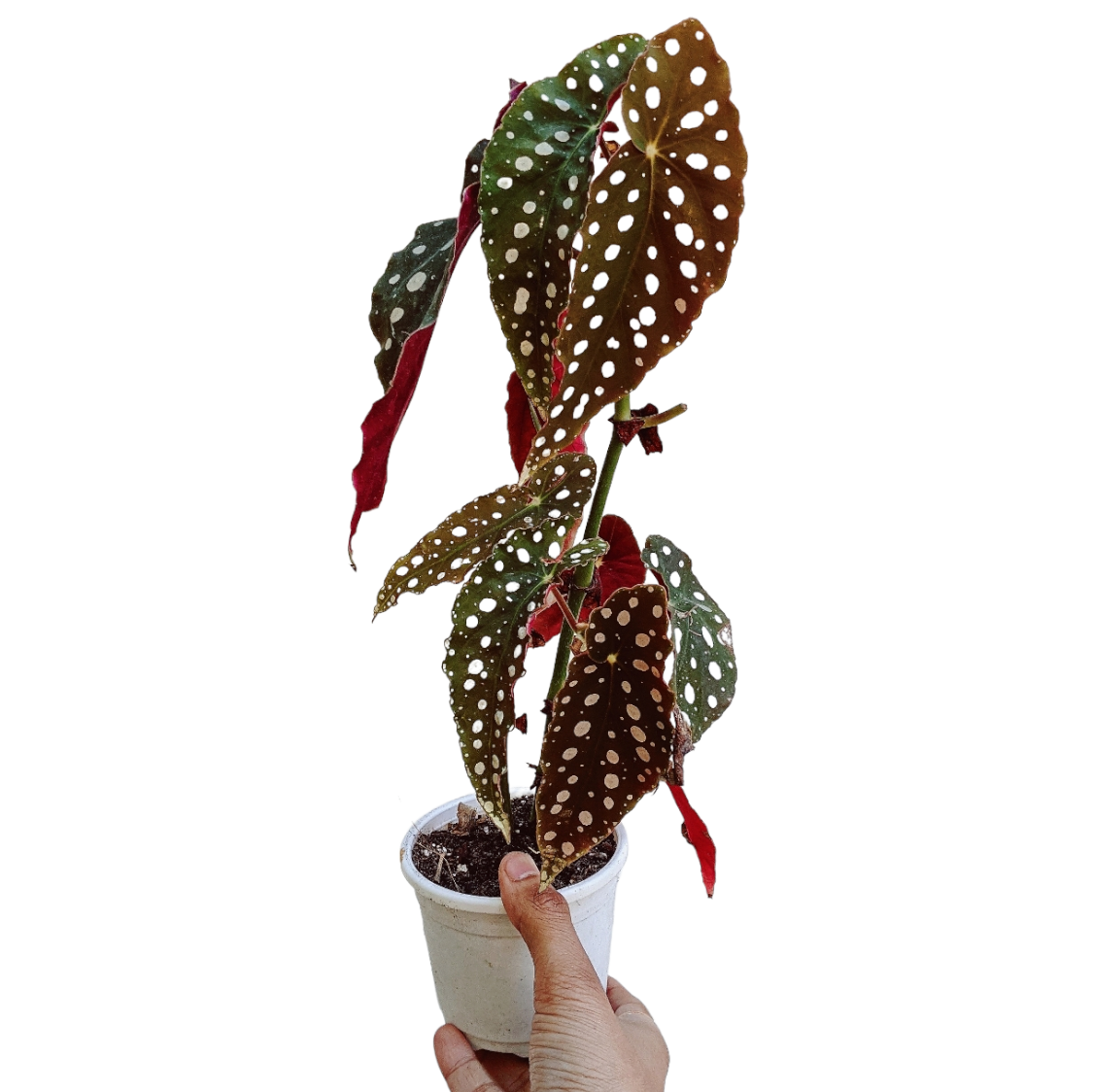 Begonia Maculata - Philodendron - Soiled