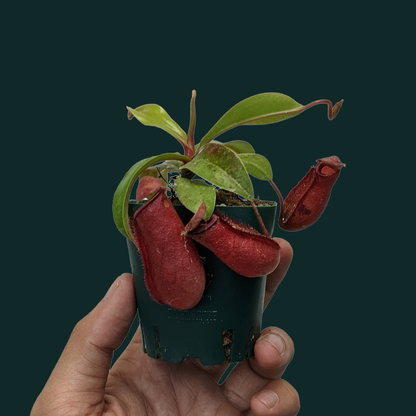 Pitcher Plant (Nepenthes Lady Luck) - Carnivorous Plant - Soiled