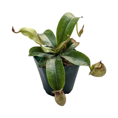 Pitcher Plant (Nepenthes Hookeriana) - Carnivorous Plant - Soiled