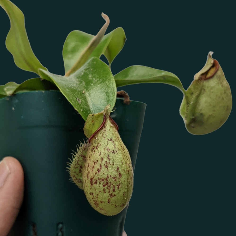 Pitcher Plant (Nepenthes Hookeriana) - Carnivorous Plant - Soiled