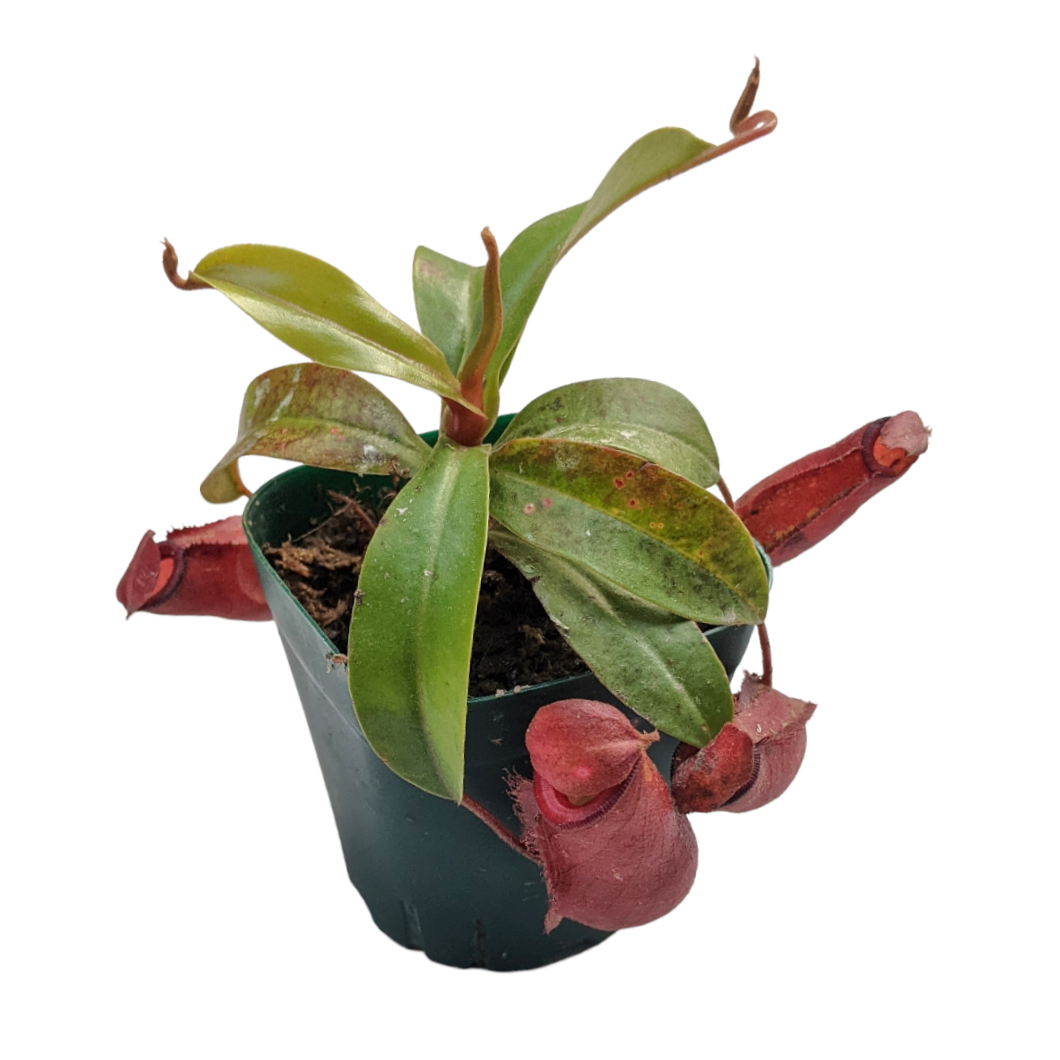 Pitcher Plant (Nepenthes Lady Luck) - Carnivorous Plant - Soiled