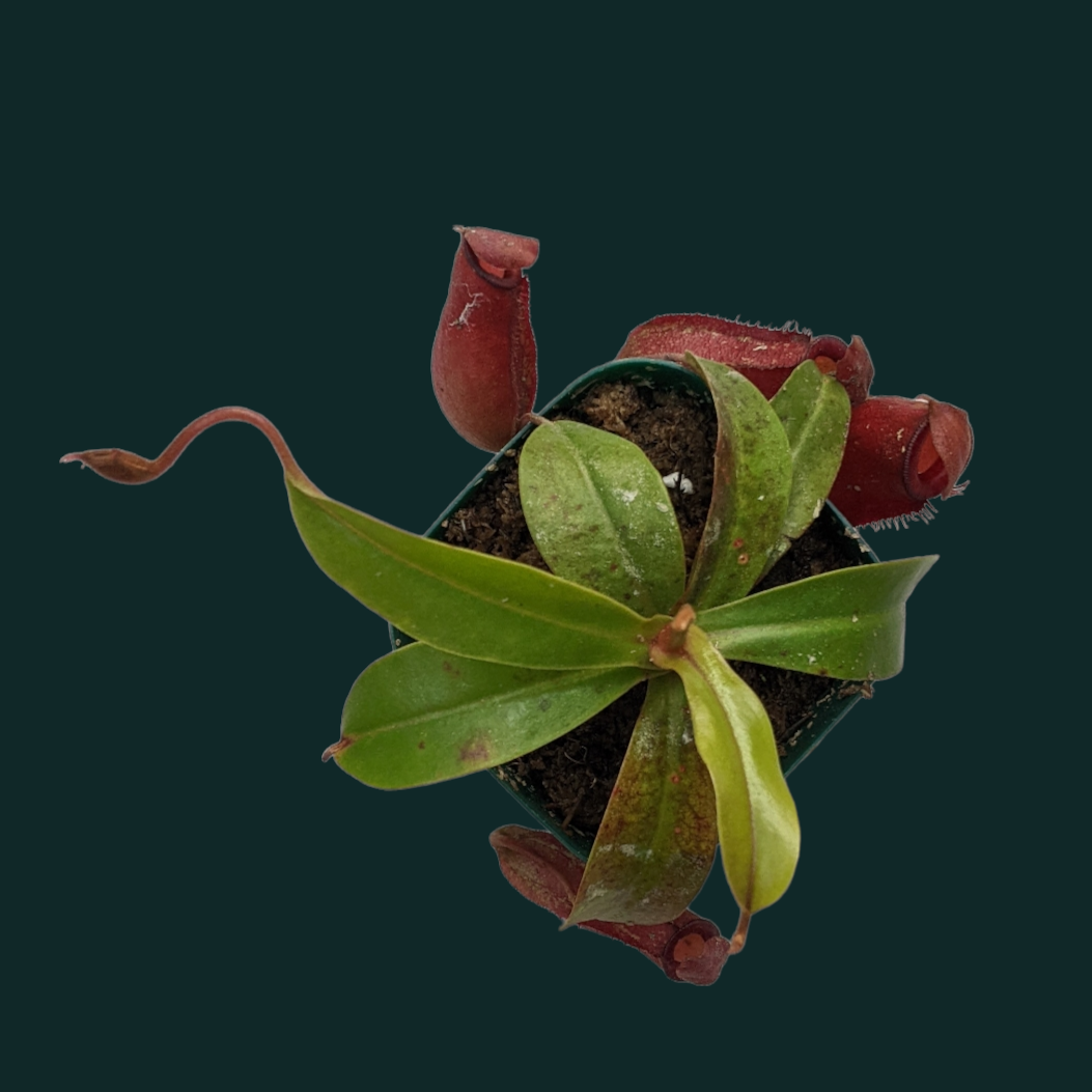 Pitcher Plant (Nepenthes Lady Luck) - Carnivorous Plant - Soiled