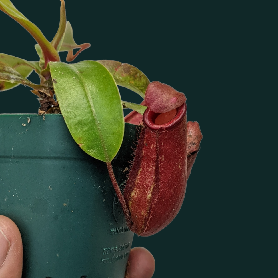 Pitcher Plant (Nepenthes Lady Luck) - Carnivorous Plant - Soiled