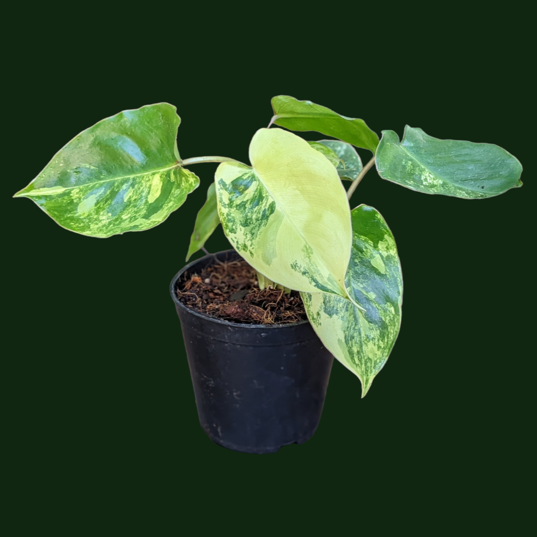 Philodendron ‘Burle Marx Variegata’ - Philodendron - Soiled