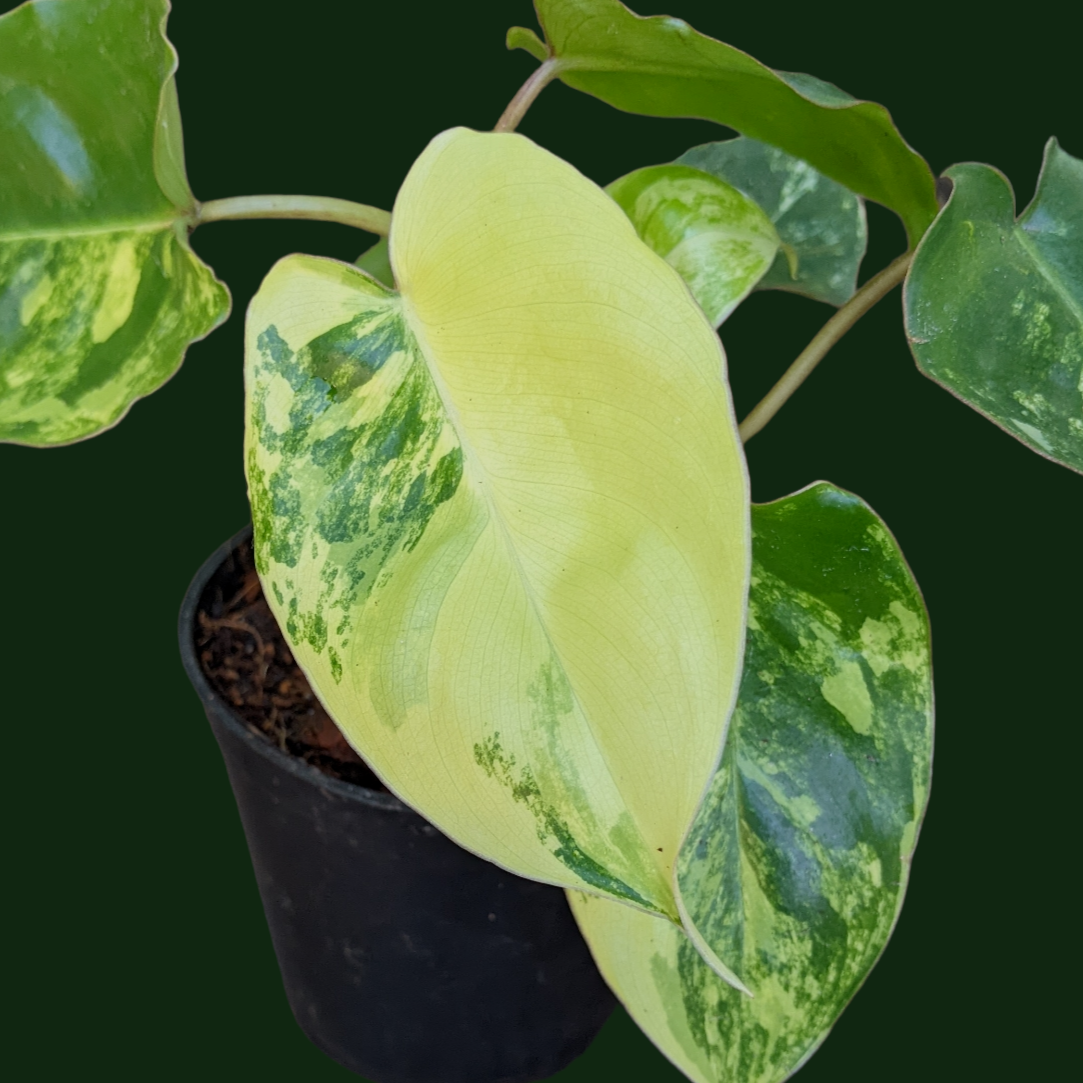 Philodendron ‘Burle Marx Variegata’ - Philodendron - Soiled