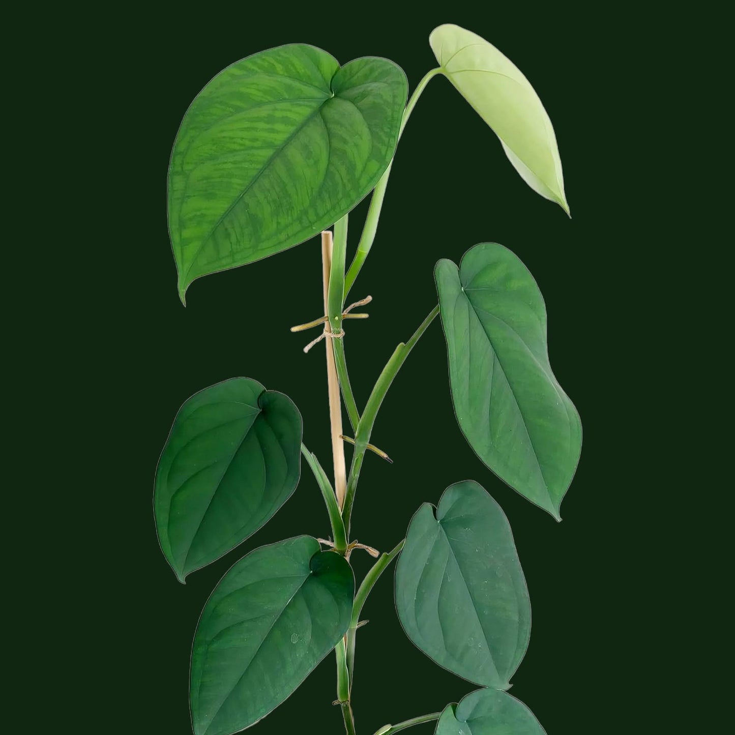 Syngonium Chiapense - Philodendron - Soiled