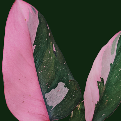 Philodendron ‘Pink Princess’ - Philodendron - Soiled