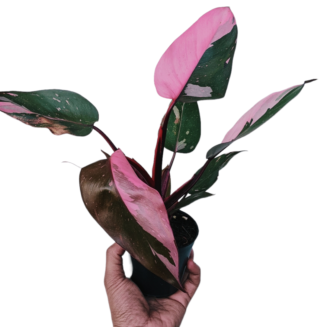 Philodendron ‘Pink Princess’ - Philodendron - Soiled