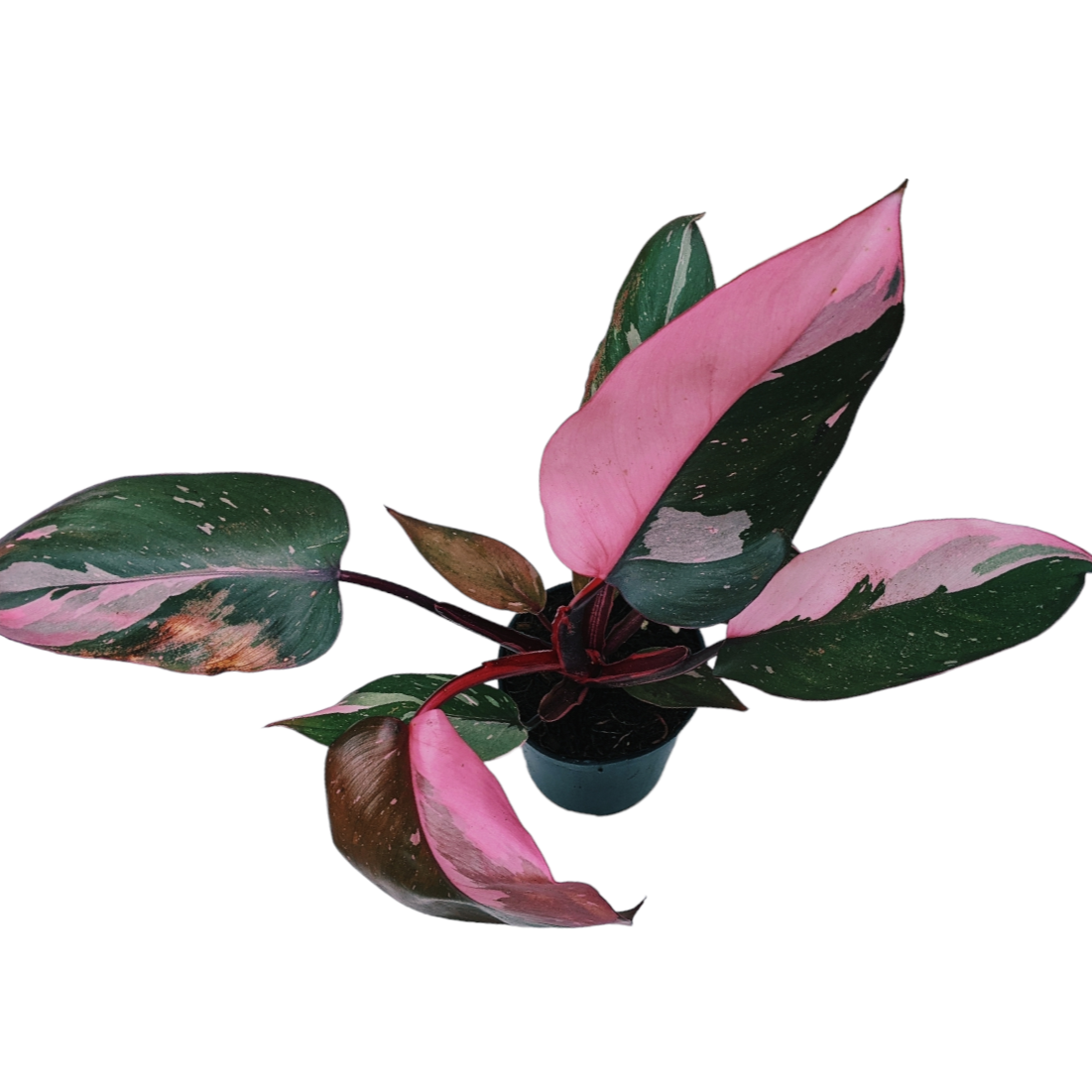 Philodendron ‘Pink Princess’ - Philodendron - Soiled