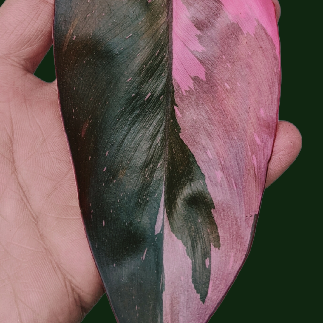 Philodendron ‘Pink Princess’ - Philodendron - Soiled