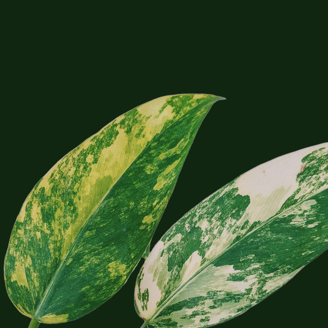 Philodendron Domesticum Variegata - Philodendron - Soiled