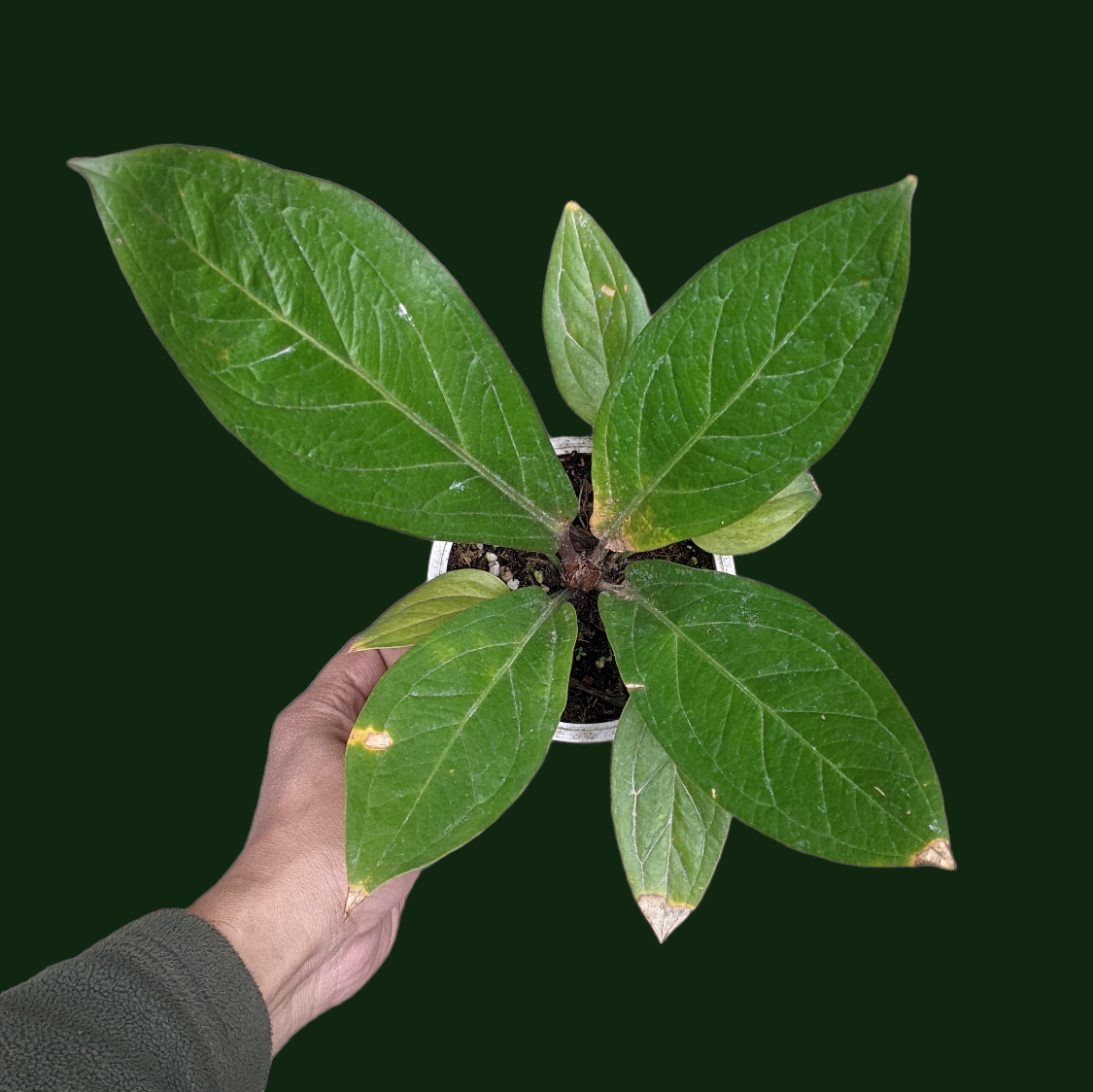 Anthurium 'Cobra' - Philodendron - Soiled