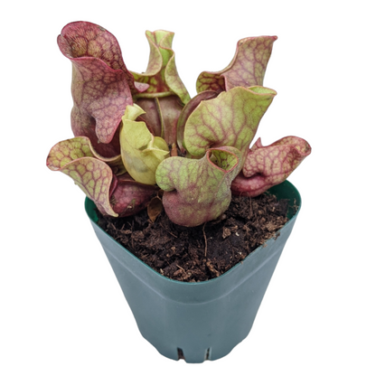 Sarracenia Purpurea - Carnivorous Plant - Soiled