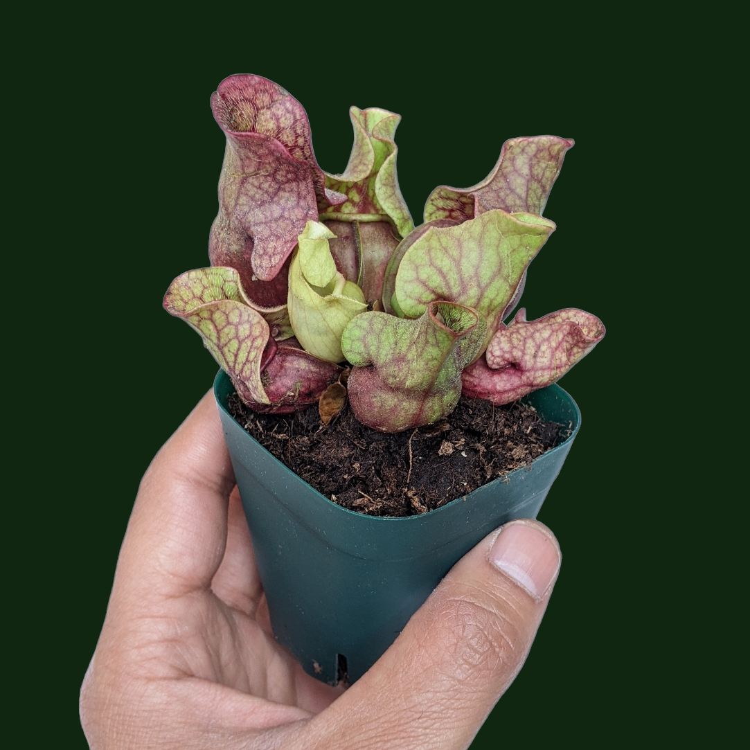 Sarracenia Purpurea - Carnivorous Plant - Soiled