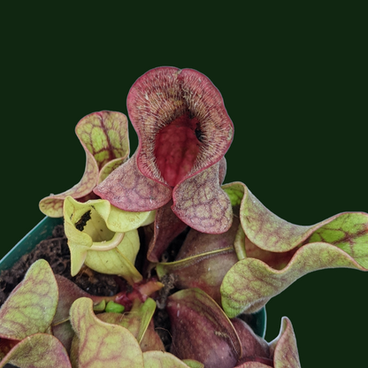 Sarracenia Purpurea - Carnivorous Plant - Soiled