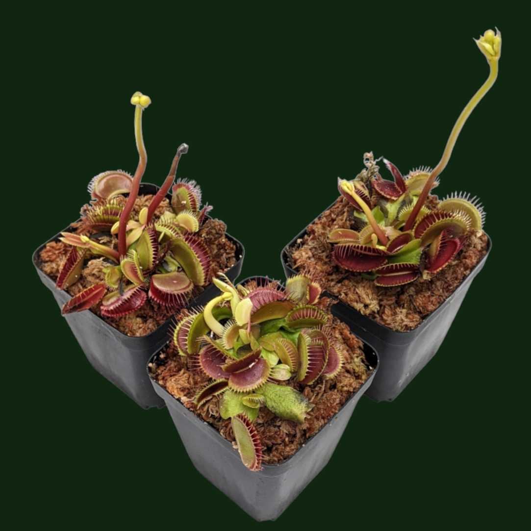 Venus Fly Trap (Dionaea Muscipula) 'Big Mouth' - Carnivorous Plant - Soiled