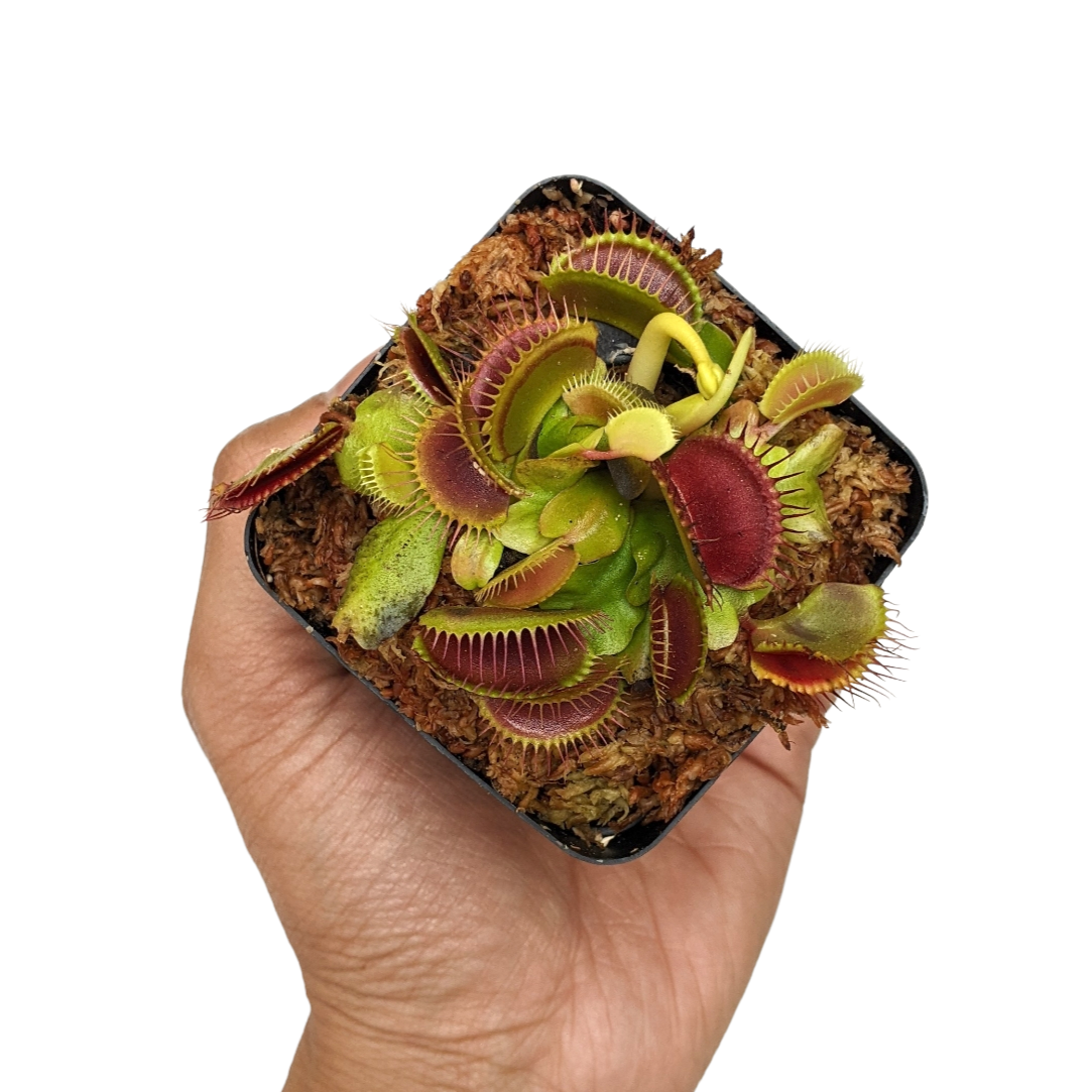 Venus Fly Trap (Dionaea Muscipula) 'Big Mouth' - Carnivorous Plant - Soiled