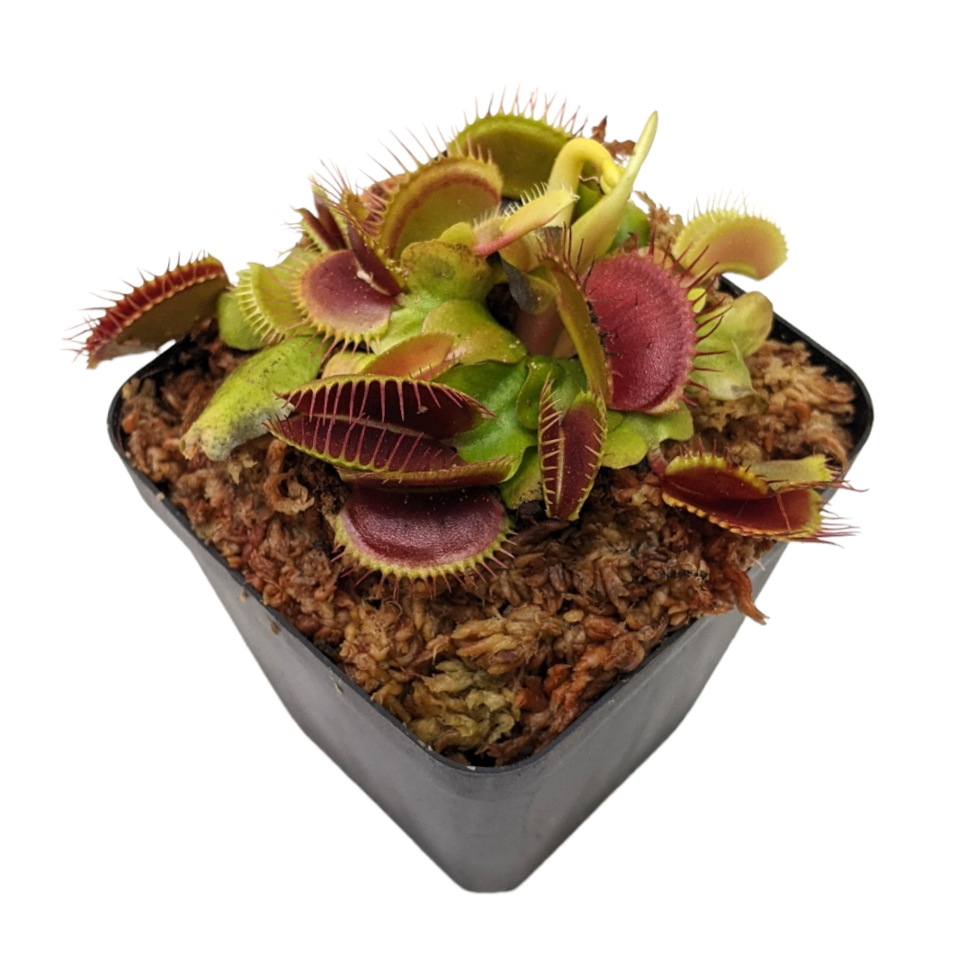 Venus Fly Trap (Dionaea Muscipula) 'Big Mouth' - Carnivorous Plant - Soiled