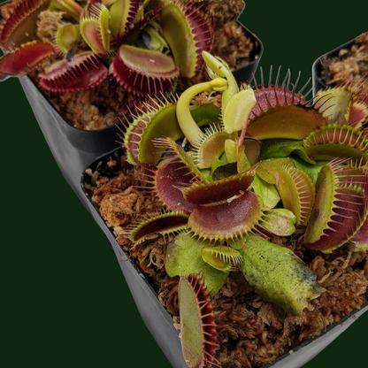 Venus Fly Trap (Dionaea Muscipula) 'Big Mouth' - Carnivorous Plant - Soiled