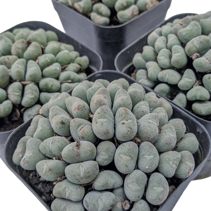 Conophytum Luiseae - Conophytum - Soiled