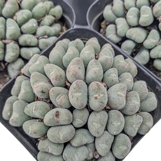 Conophytum Luiseae - Conophytum - Soiled