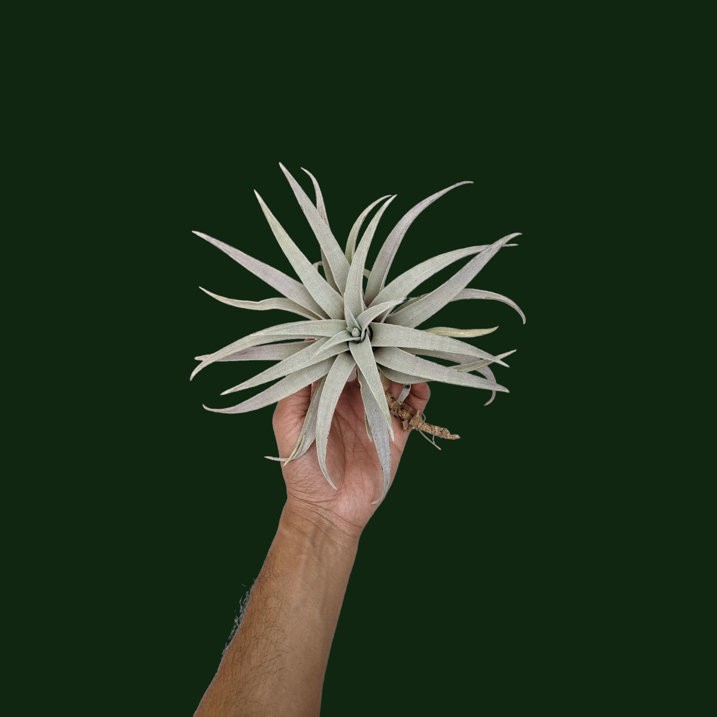 Tillandsia Capitata 'Giant White' - Air Plant - Soiled