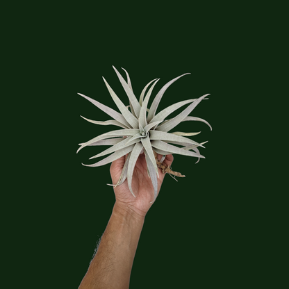 Tillandsia Capitata 'Giant White' - Air Plant - Soiled