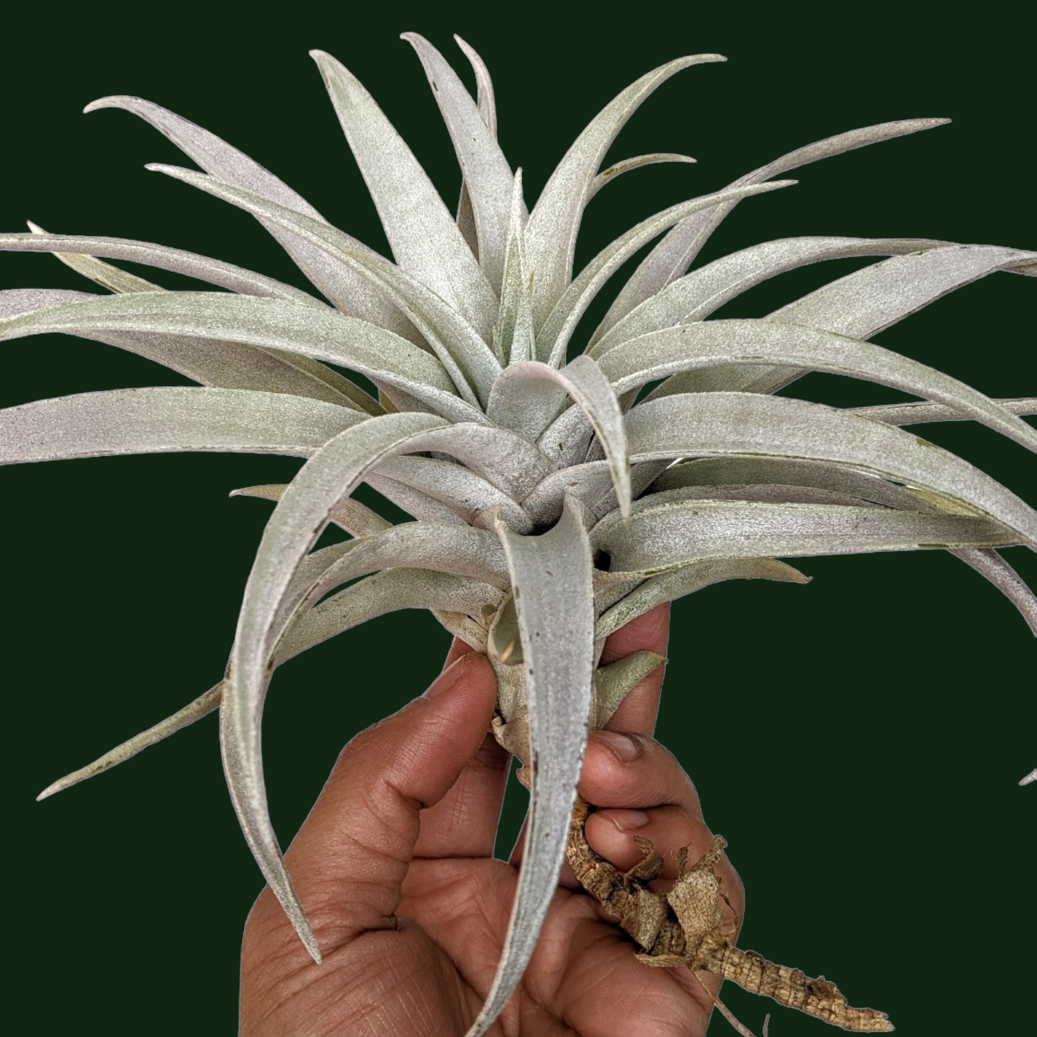 Tillandsia Capitata 'Giant White' - Air Plant - Soiled