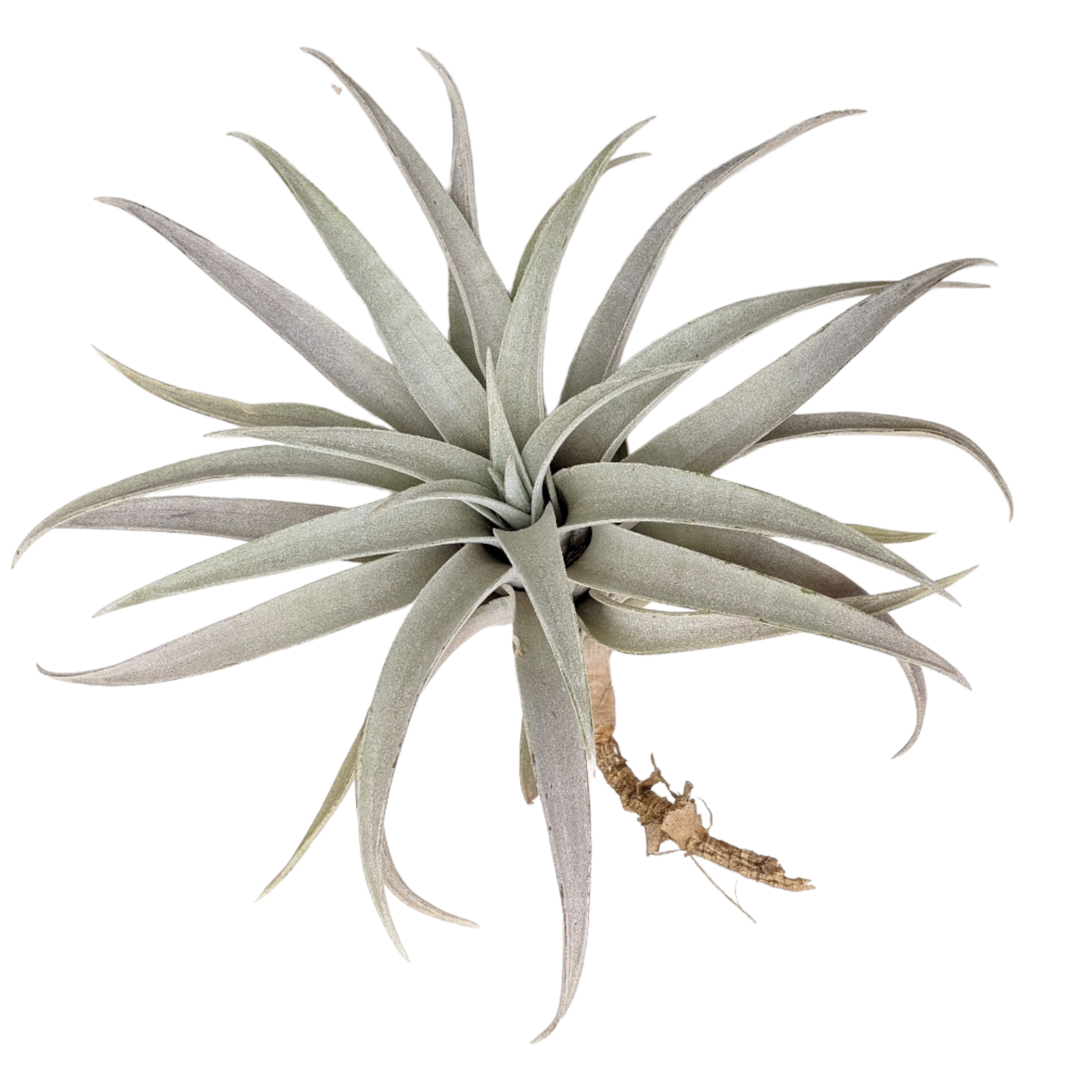 Tillandsia Capitata 'Giant White' - Air Plant - Soiled