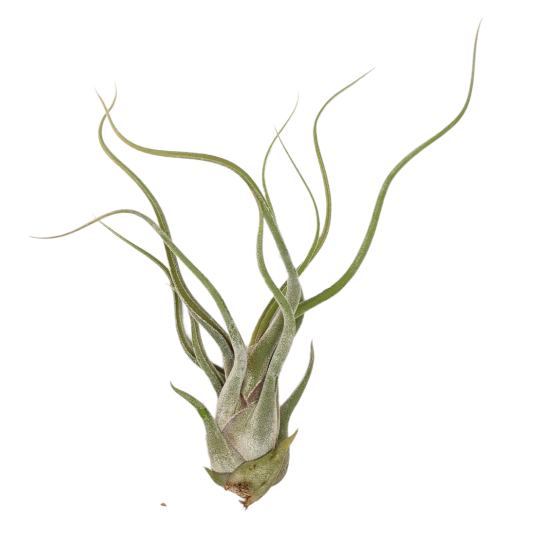 Tillandsia Caput Medusae Giant Form - Air Plant - Soiled