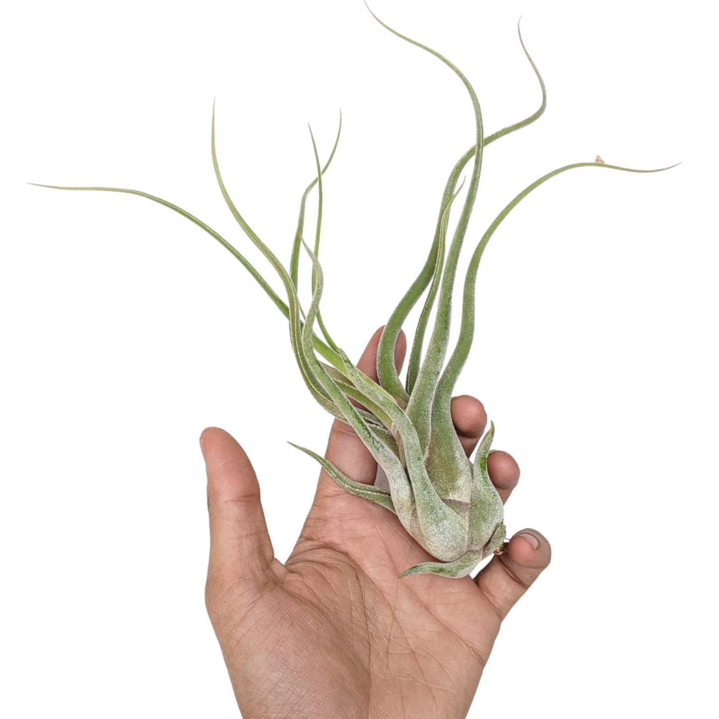 Tillandsia Caput Medusae Giant Form - Air Plant - Soiled