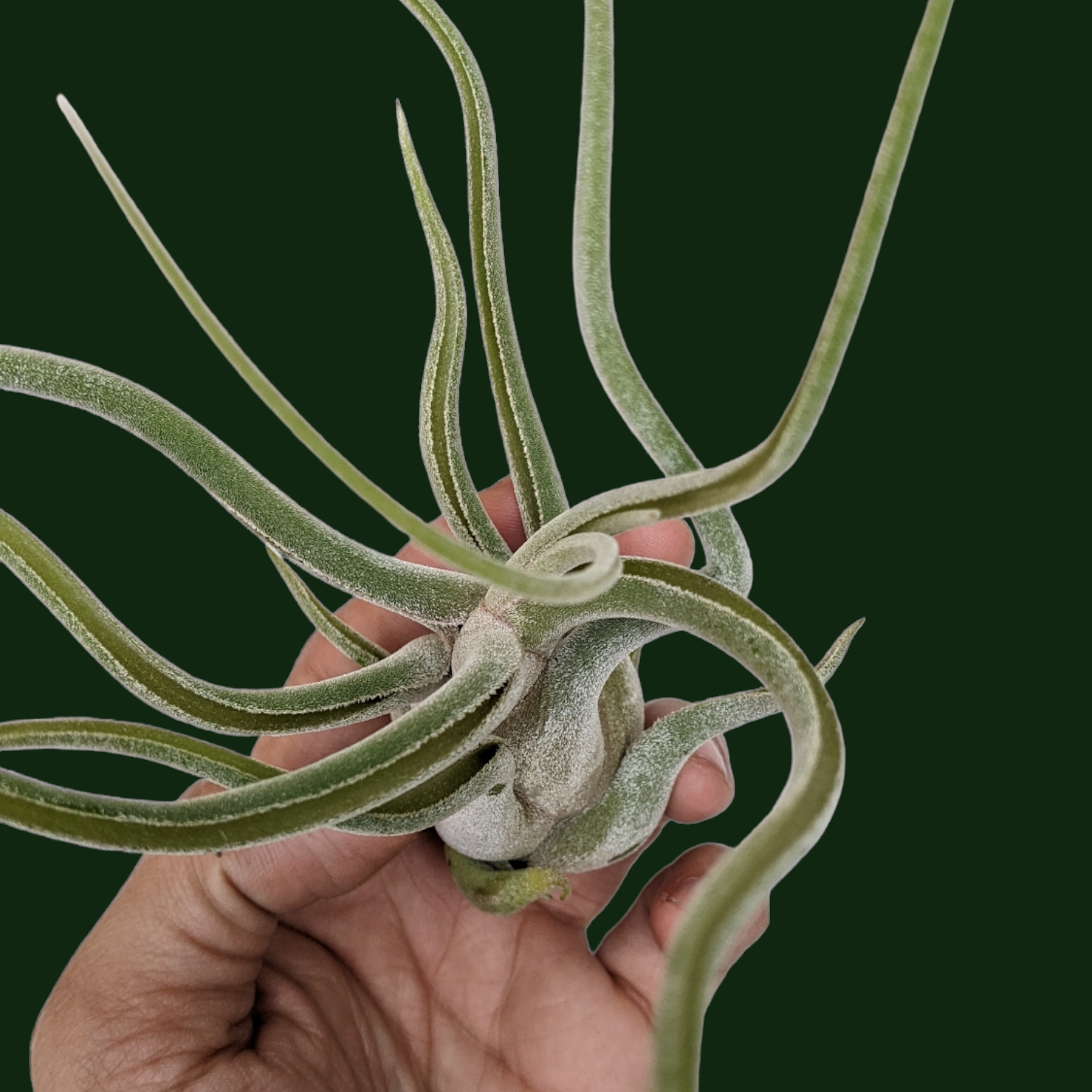 Tillandsia Caput Medusae Giant Form - Air Plant - Soiled