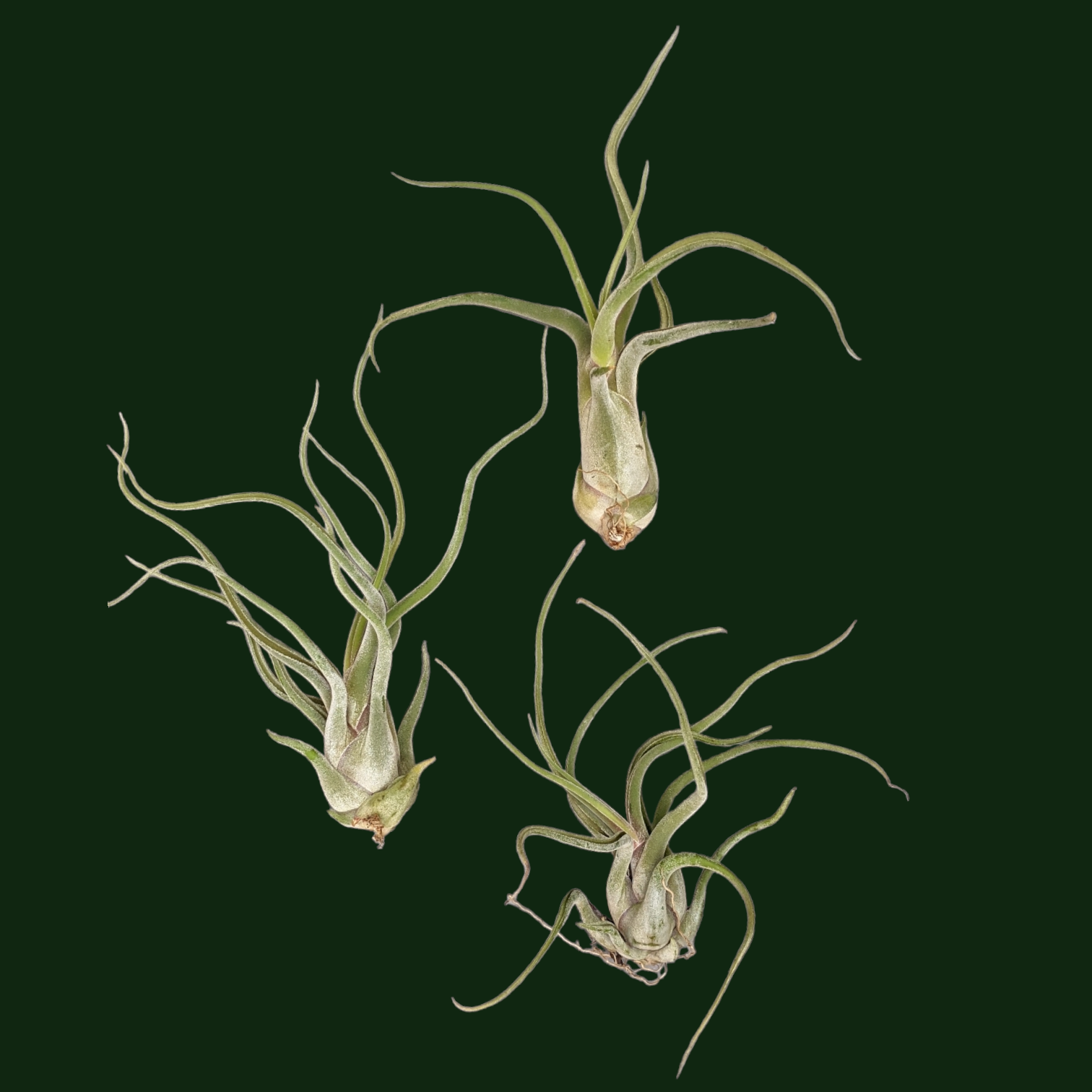 Tillandsia Caput Medusae Giant Form - Air Plant - Soiled