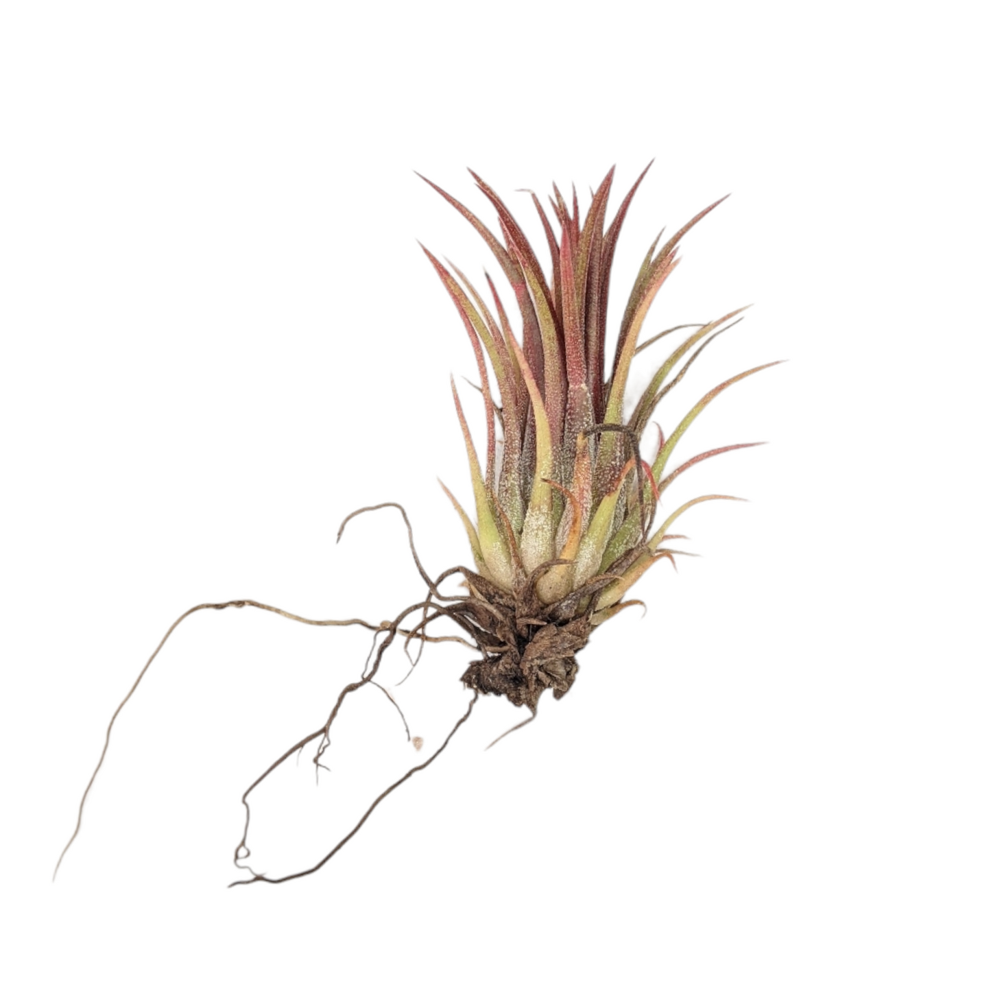 Tillandsia Ionatha 'Fuego' - Air Plant - Soiled