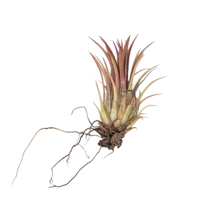 Tillandsia Ionatha 'Fuego' - Air Plant - Soiled