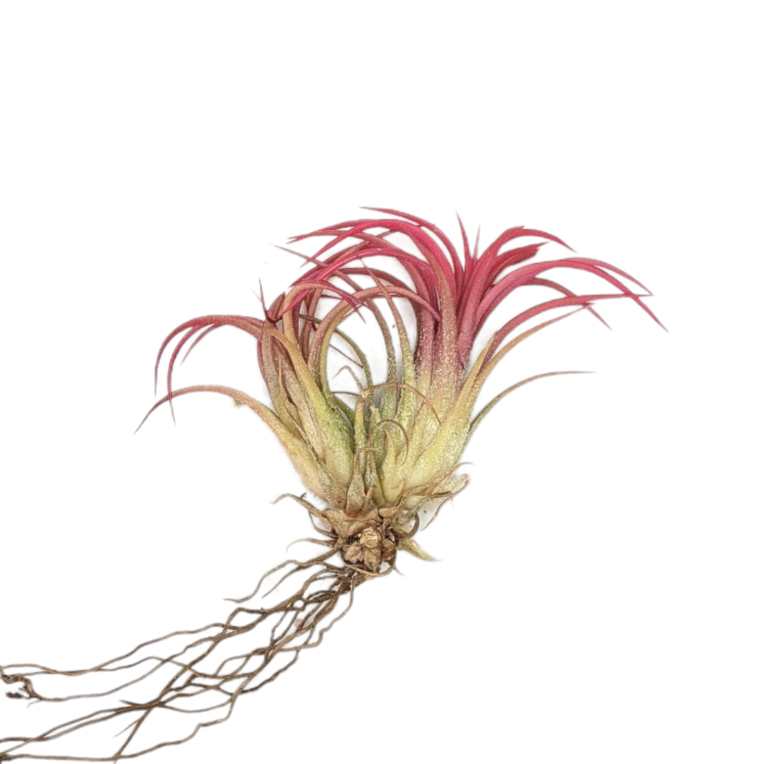 Tillandsia Ionatha 'Fuego' - Air Plant - Soiled