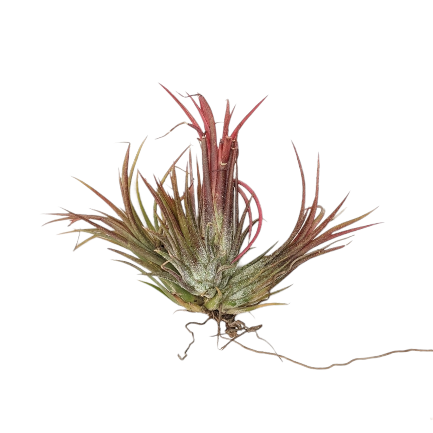 Tillandsia Ionatha 'Fuego' - Air Plant - Soiled