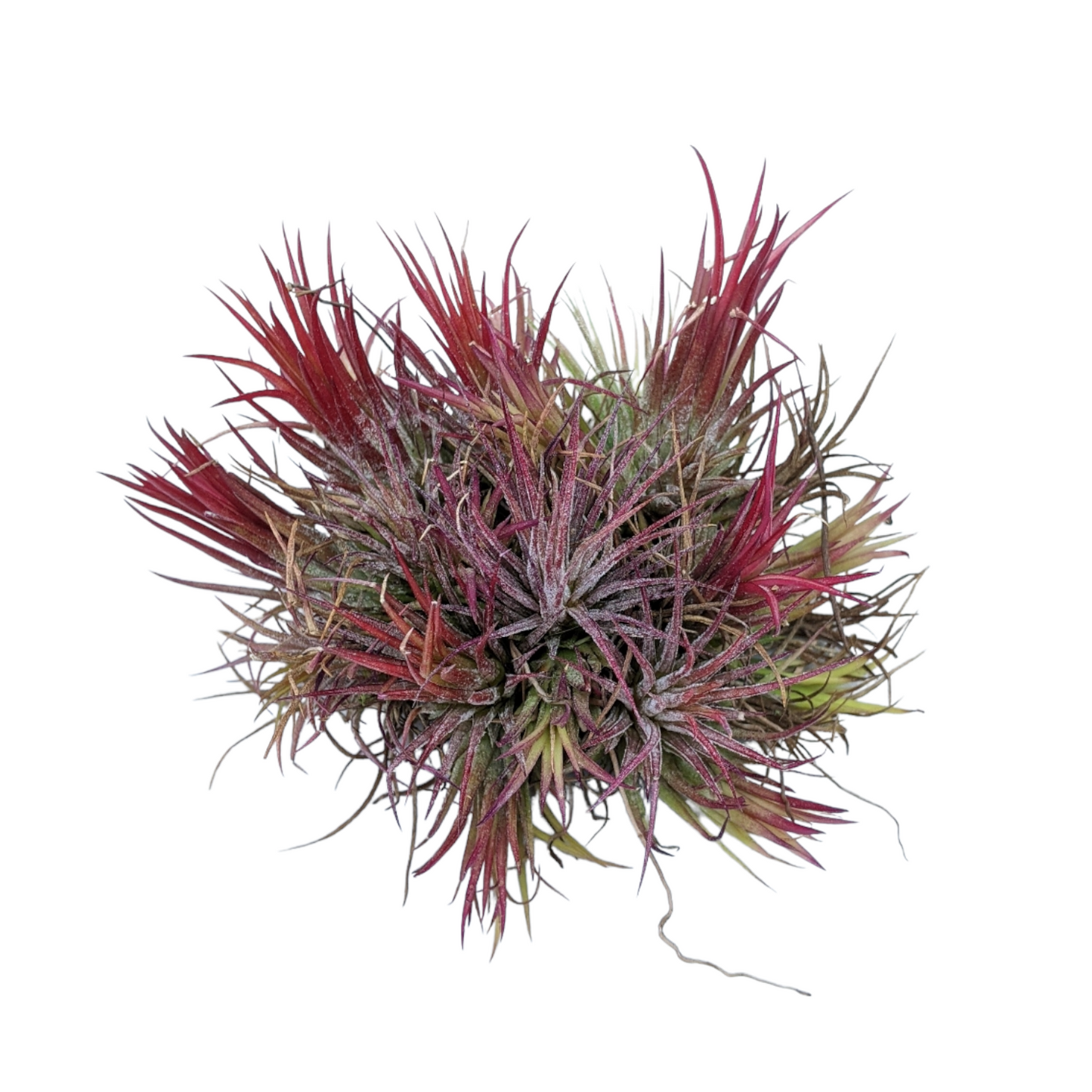 Tillandsia Ionatha 'Fuego' - Air Plant - Soiled