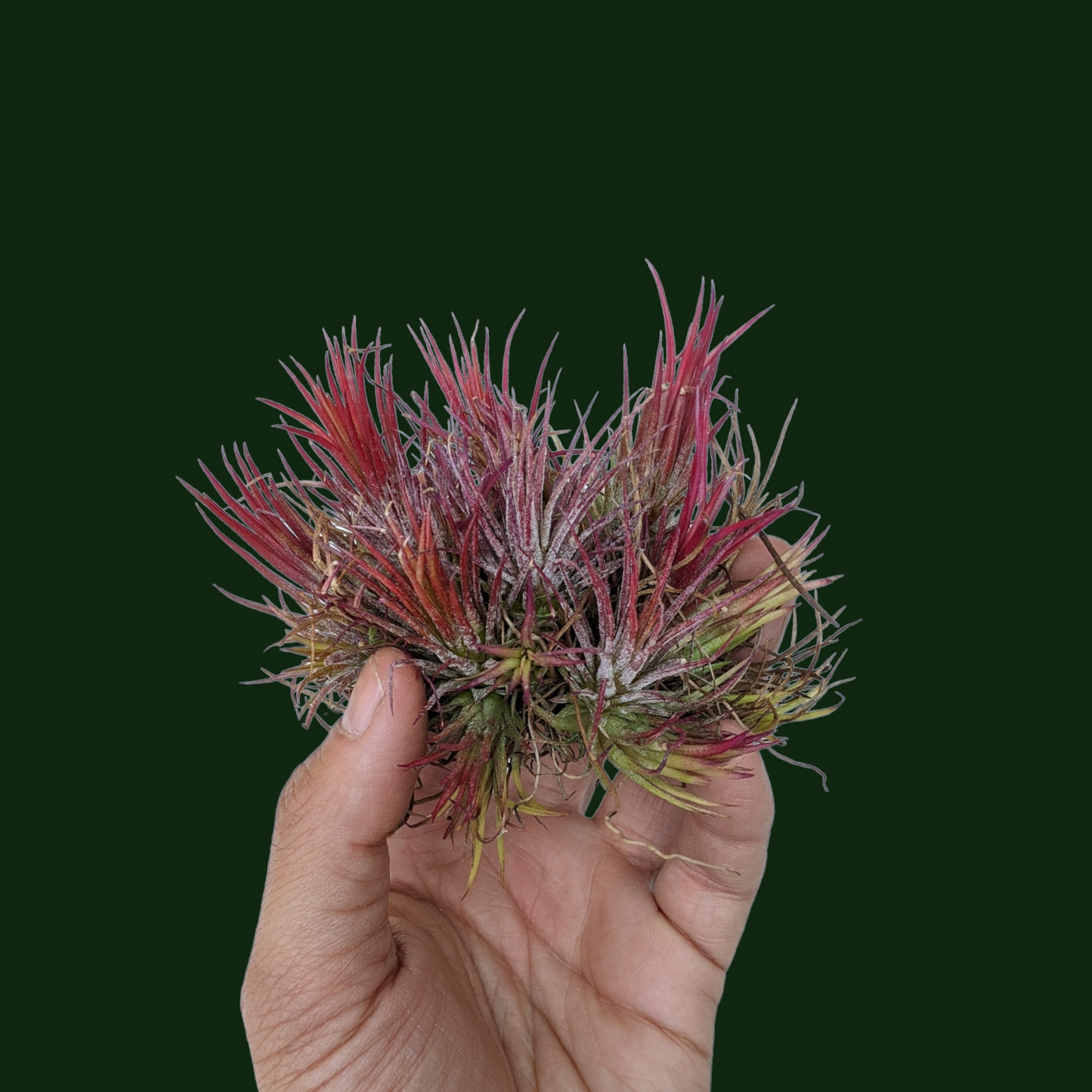 Tillandsia Ionatha 'Fuego' - Air Plant - Soiled