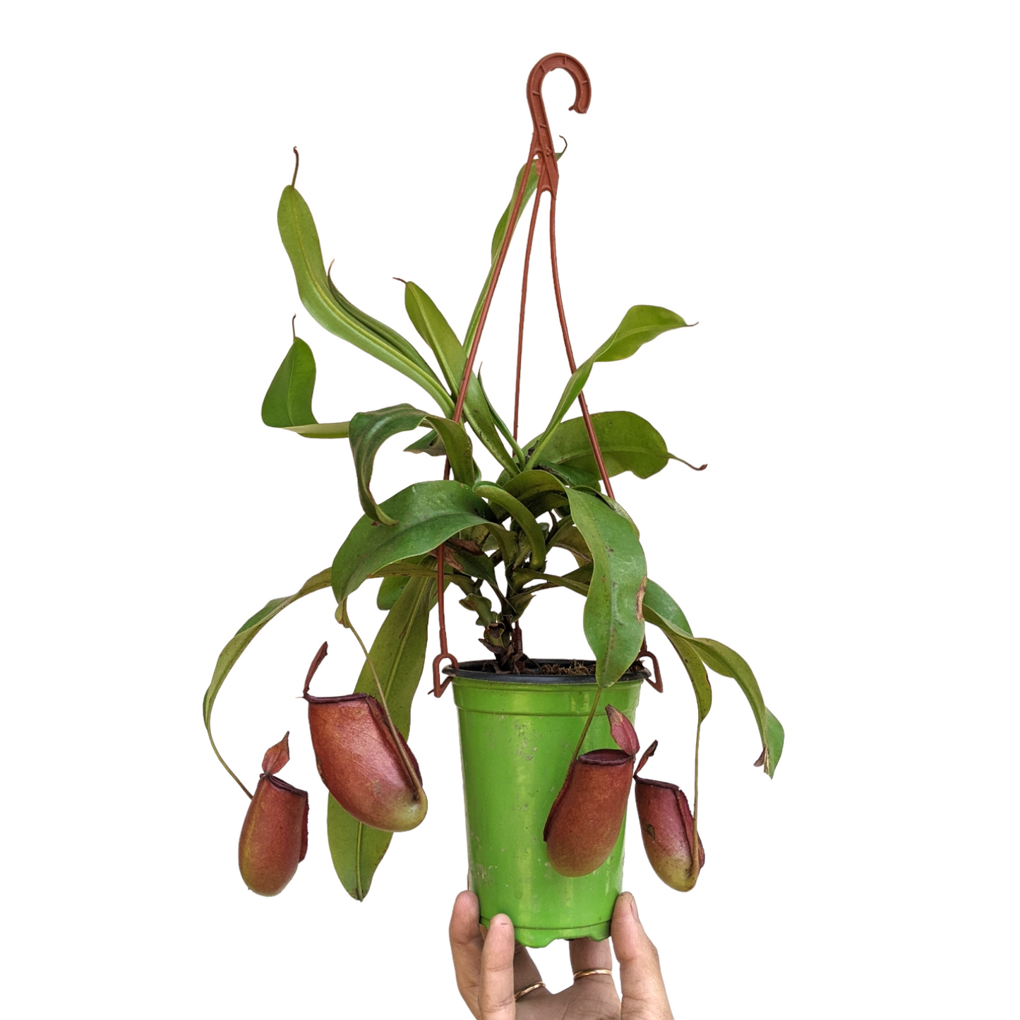 Pitcher Plant (Nepenthes Lady Luck) - Carnivorous Plant - Soiled