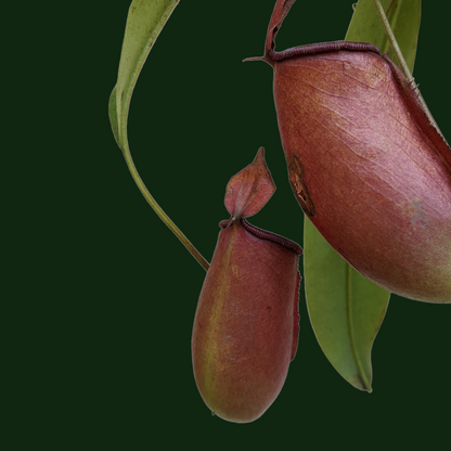 Pitcher Plant (Nepenthes Lady Luck) - Carnivorous Plant - Soiled