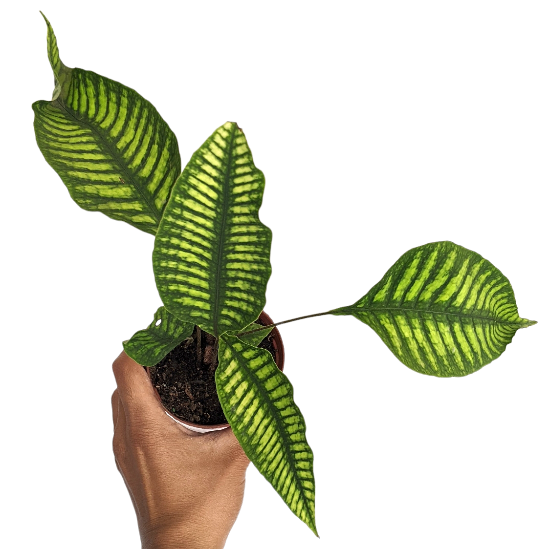 Neolepisorus truncatus 'Lemon Lime Fern' - Philodendron - Soiled