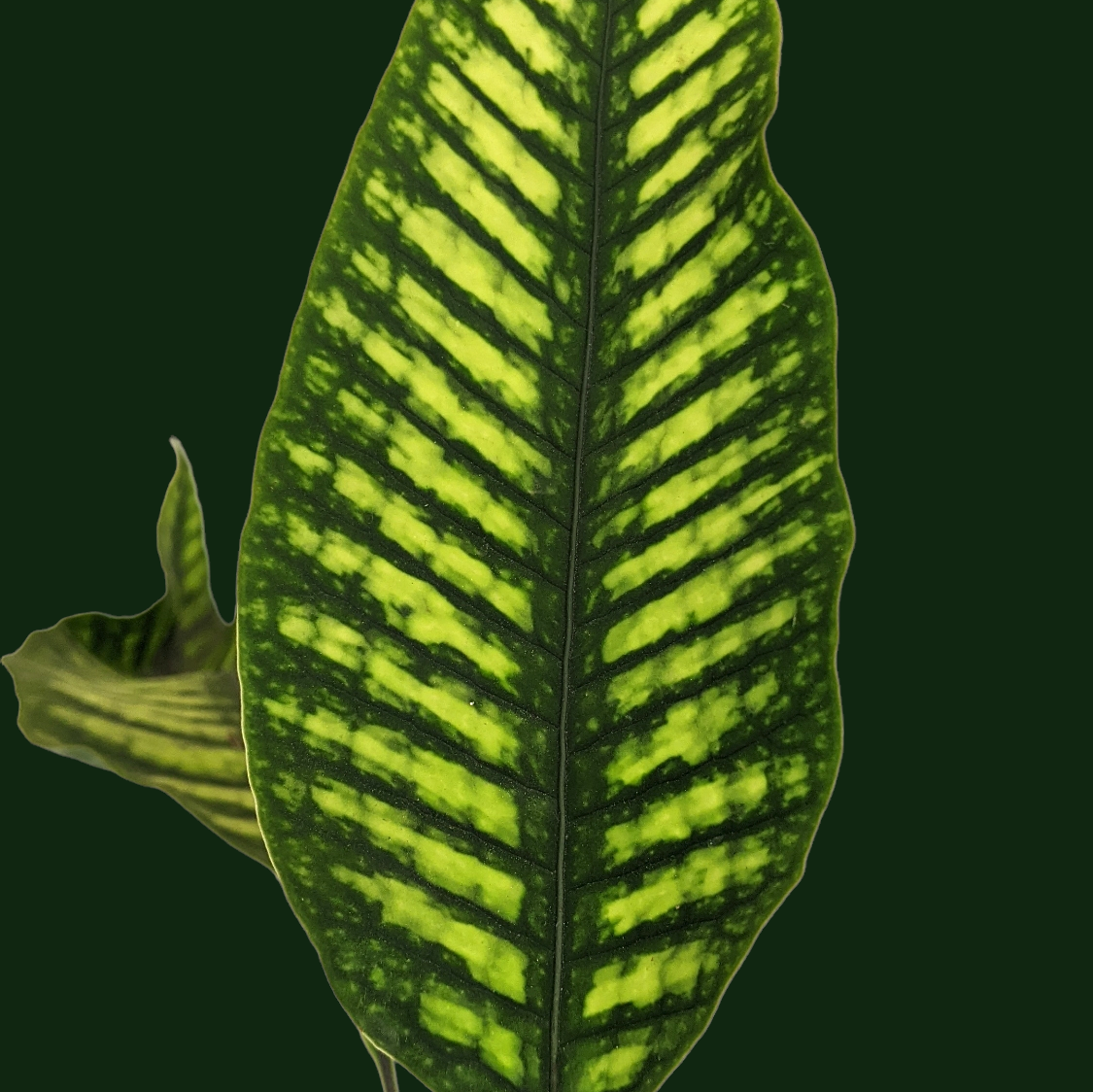 Neolepisorus truncatus 'Lemon Lime Fern' - Philodendron - Soiled