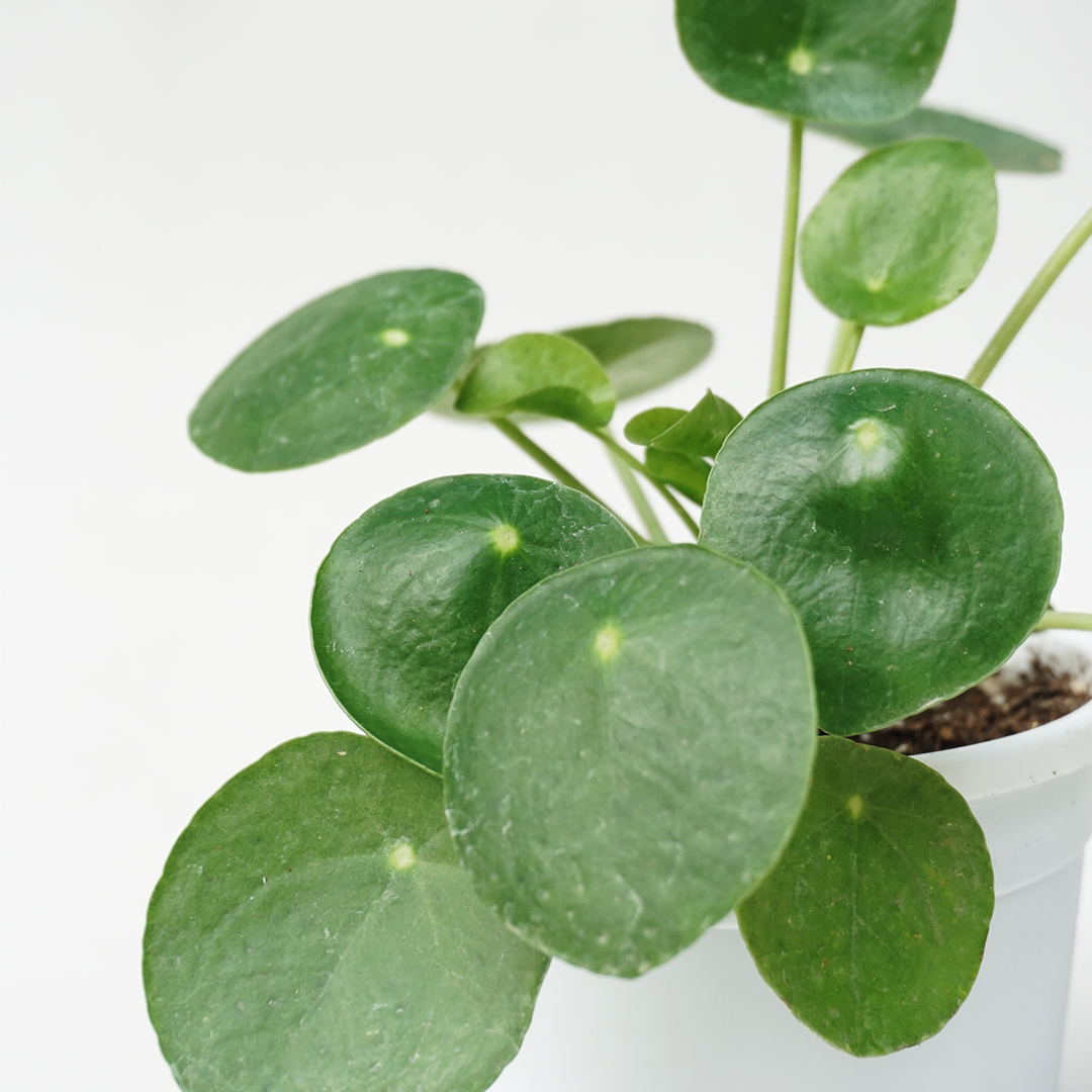 Pilea Peperomioides - Pilea - Soiled