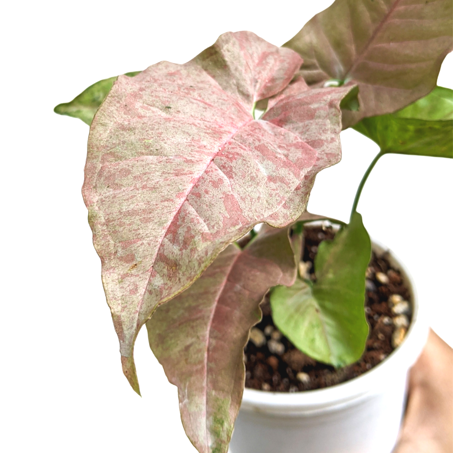 Syngonium 'Pink Spot' - Indoor & Outdoor Plants - Soiled